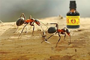 Йод чрез премахване на мравки