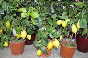 Как да растат плодните лимон и мандарина от камък