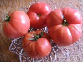 6 неизискващ маломерна домати разплод сибирски