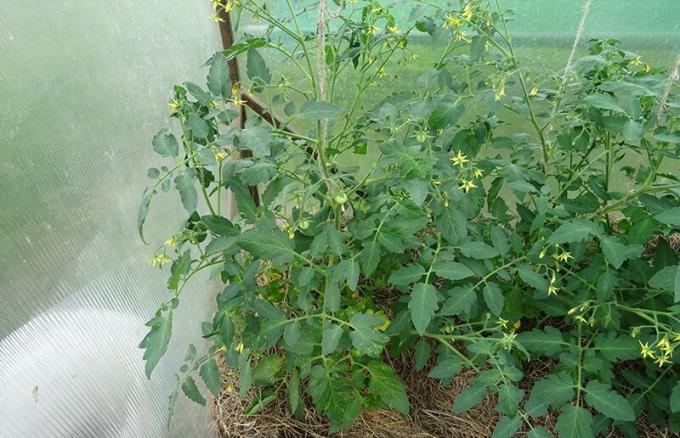11 Юни 2019, Курск. Две храст доматен определящ фактор за един вид микоризал и без почти не се различават.
