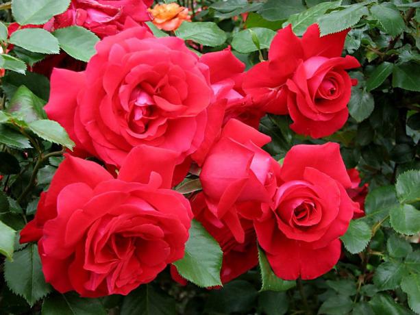 Chic роза разнообразие "Марсилеза" (liveinternet.ru)
