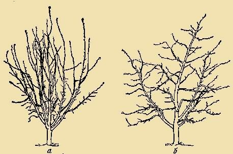 Пролет резитба се прилага активно за млади дръвчета - озеленен зрели дървета, които са предмет на тази процедура всяка година, е необходимо всяка година има по-малко (не става дума за анти-стареене резитба).