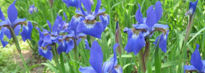 Iris цветни силуети смътно напомня на сложен орхидея