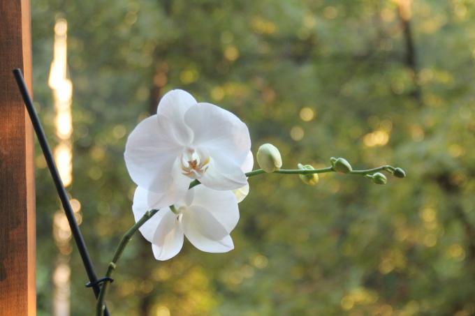 Моят бял Phalaenopsis това лято цъфтяха за първи път след покупката. Дръжте под статия на страницата си в социалната мрежа, за да не се загубят и да споделят с приятелите си!
