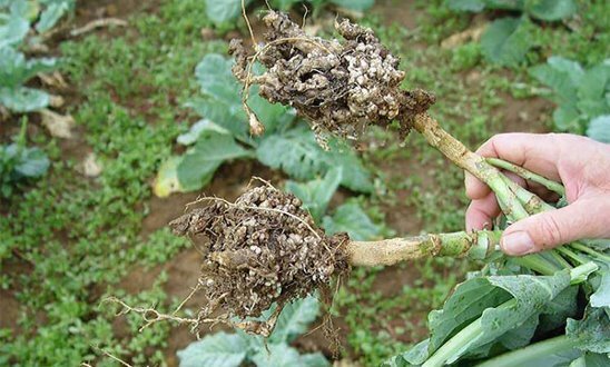 Спорите на гъбичките могат лесно да оцелеят в почвата в продължение на 7 години. Фото: Съучениците