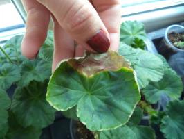 Топ 5 Pelargonium заболявания и тяхното лечение