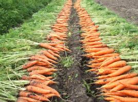 Как да съхранявате моркови, така че до пролетта беше свеж и не изгнила: Толкова е просто, но никога не съм мислил