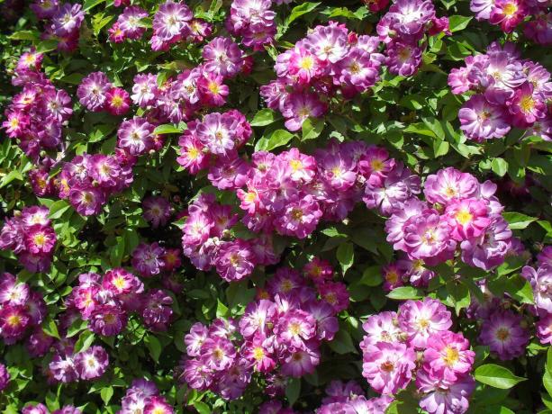 гордостта на моята градина - катерене роза сортове Vilchenblau