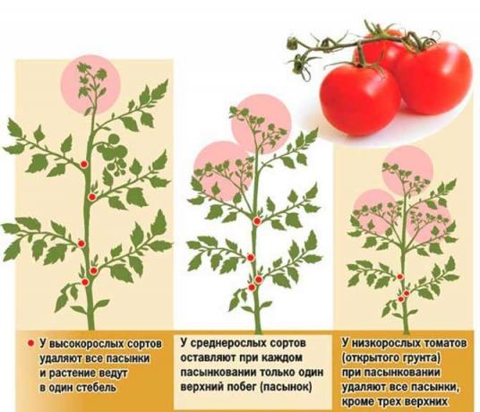 Pasynkovanie домат има няколко схеми | Източник снимка my-fasenda.ru