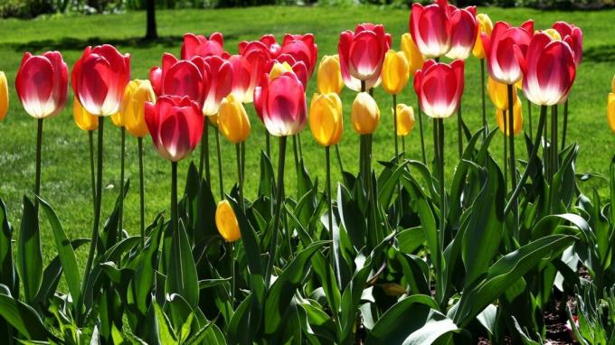 Tulip - един от символите на пролетта градина! Снимка: wallpaperscraft.ru