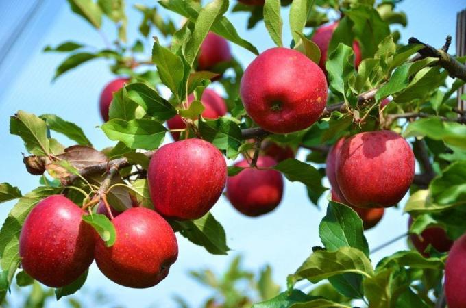 Какво става, ако ябълката и сливата не даде плод?