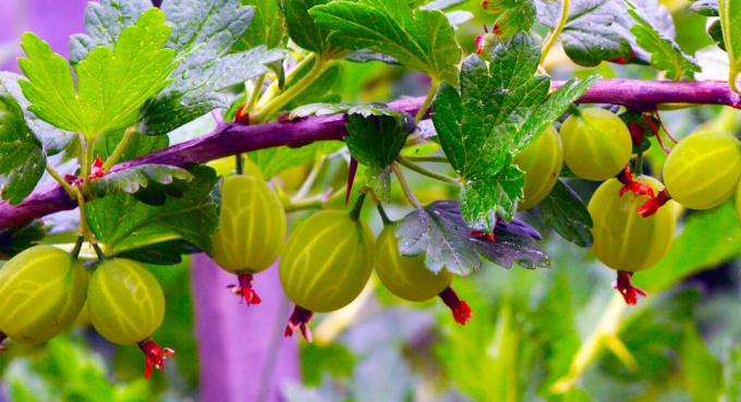 Зелени цариградско грозде получи вкусно "кралски" конфитюр. Да, рецептата се нарича. снимка от автора