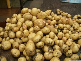Поставянето до 15 кг. картофи с 1 кв. m: метод Kvartalnova