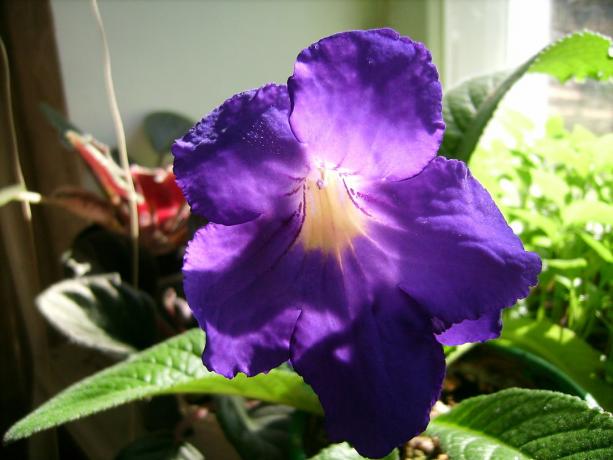 Големи цветя - един от най-важните предимства на strepokarpusa