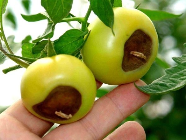 Класически пример за най-горната гниенето в домати. Снимки - liveinternet.ru