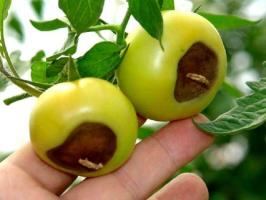 Blossom гниене на домати: симптоми и лечение