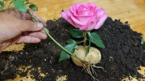 Mistress в Maid: картофи роза