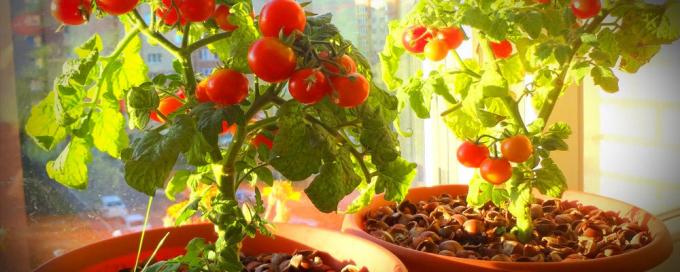 За добро плодните саксийни домати се нуждаят от много слънце