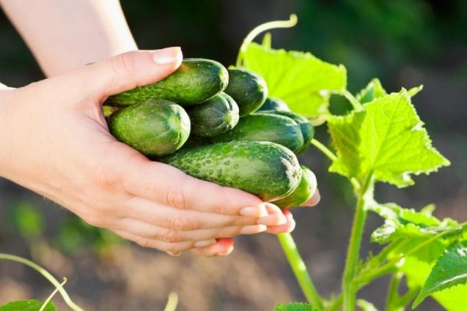 Начини за да получите богата реколта от краставици, въз основа на нуждите на естествени растителни култури (