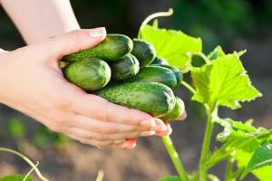 10 тайни богата реколта краставици в градината