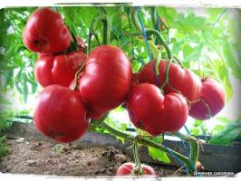 5 най-продуктивните сортове домати
