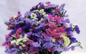 Bright цвете на звучен име, цъфтят от юли до октомври. Бонус - универсалните сухи цветя