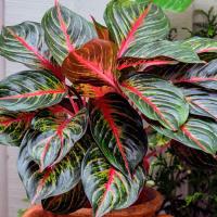 Тънкостите на Aglaonema грижи