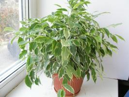 Ficus benjamina зимата: как да се помогне на бедните нещо, губят листата си