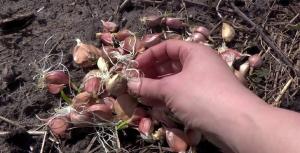 Април - време за растителна зимния чесън за големи глави на 300 гр.