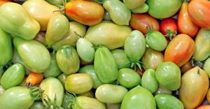 Още през октомври, но доматите все още зелен? Как може да се ускори тяхното съзряване?