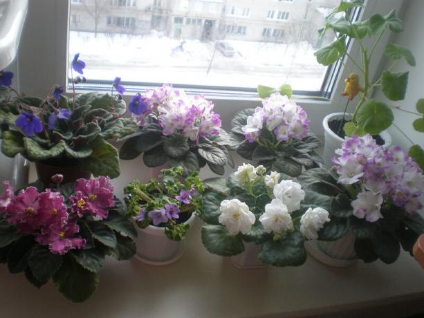 Редки вариант: теменужки, цъфтящи през зимата. Вижте: http://ssdosug.ru
