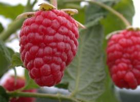 Малина е голям и сладки: 7 Тайните на грижа за плодове в градината