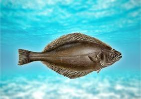 Риба камбала: описание, ползи и възможна вреда на организма