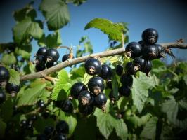Френско грозде от септември превръзка в продължение на една голяма реколта през следващата година