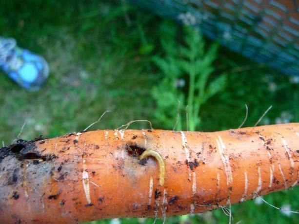 Бръмбарите - бръмбар ларви, червеи. Golden червей не само механични повреди - дълбоки тунели, и яде корен вътре. Обикновено отвора повече и се превръща в "вход" за гъбички и бактерии, поради което културата се гниене. Има, е малко вероятно да бъде!