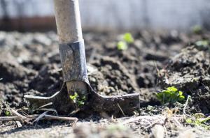 Защо е необходимо да се направи копаене района на картофи през есента