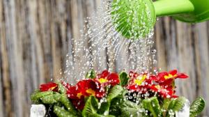 Как мога да поливам растенията за бърз растеж и обилен цъфтеж