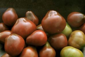 Сортове домати, които са проверени и абонати похвали